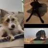 3 doggies - @winstonstardaisy - TikTok