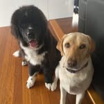 D A I S Y 🌼 W I N S T O N 🦴 - @daisy_and_winston_ - Instagram