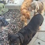 Daisy ~ Lily ~ Winston - @daisy._.lily._.winston - Instagram
