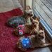 Daisy &amp; The Boys - Bentley &amp; Winston - Facebook