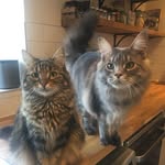 Daisy & Winston - @daisyandwinstondesigns - Instagram