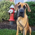 Daisy & Winston - @daisyandwinnie919 - Instagram