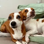 Daisy & Winston - @dazeygocrazy - Instagram