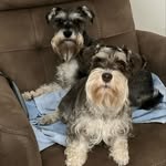Daisy & Winston - @daisy_winston_minischnauzers - Instagram