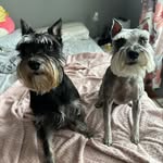 Daisy & Winston - @bouncydaisy_winston - Instagram