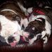 Daisy May &amp; Winston - Facebook