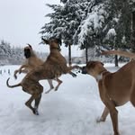 Daisy Winston Lyla Charlotte - @doglet.ranch - Instagram
