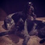 🐶Daisy&Winston🐶 - @daisyandwinston - Instagram