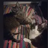 Daisy&Winston_bu - @daisyandwinston2 - TikTok