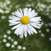 Hello - @daisy.winston - TikTok