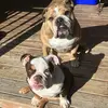 Kandy Beatty - @winston.daisy - TikTok