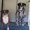 winston_daisy123 - @winston_daisy123 - TikTok