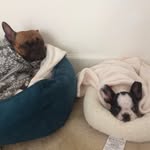 Winston+Daisy - @winston_daisy1 - Instagram