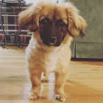 Daisy Witt - @__daisy_the_pup__ - Instagram
