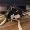 Daisy womack - @daisy_thedog01 - TikTok