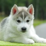 Daisy Yoder - @puppanda24 - Instagram