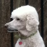 Daisy Yoder - @daisy_the_dog123_ - Instagram