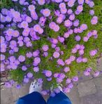Daisy Yoon Yoon - Facebook
