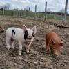 DaKesha Straw - @3gfarmgirl - TikTok
