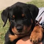 Dakoda Smith the Rotty - @princess.dakoda - Instagram
