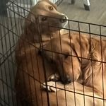 Dakota & Abel_& pups - @faith_love_goldies - Instagram