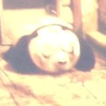 Dakota Backus - @panda_girl06 - Instagram