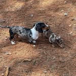 Dakota 🌸 & Bailey 🌺 - @dandb.themini.dachshund - Instagram