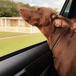Dakota and Bailey - @dakota.bailey.the.gsp - Instagram