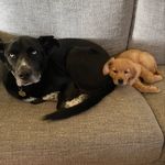 Dakota & Bear - @dakotandbear - Instagram