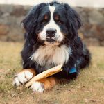Dakota Bear - @dakotabearthebernie - Instagram
