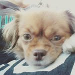 Dakota Bear - @dakota_bear2014 - Instagram