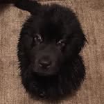 Dakota Bear - @dakotathenewf - Instagram