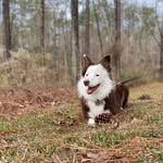 Dakota Bear - @aussiebear14 - Instagram