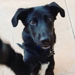 Dakota Bear - @thedakotadaily - Instagram