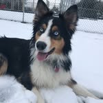 Dakota Bear - @dakotabeartheaussie - Instagram