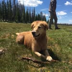 Dakota Bear - @goldenwolfdog - Instagram