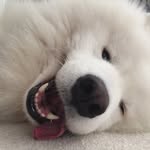 Dakota Lesniakowski - @dakota_bear_schmuppy - Instagram
