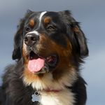 Dakota The Bear - @dakotabearv7 - Instagram