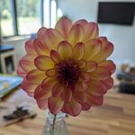 Dakota Blooms - @dakotabloomsbh - Instagram