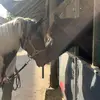 Boyd.Dakota✨️✨️ - @boyd.dakota - TikTok