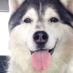 Dakota - @dakota_buddy - Instagram