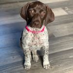Dakota 🐶 - @dakota.carson - Instagram