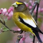 Dakota Chestnut - Facebook