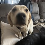 Dakota Collins - Facebook