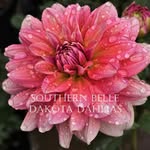 Dakota Dahlias - @dakotadahlias - Instagram