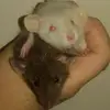 Rat Lover - @dakotadahlke4 - TikTok