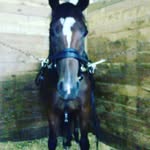 Dakota Daniel - @horse_lovers.32 - Instagram