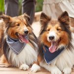 Dakota & Denver Oliva - @oliva_shelties - Instagram