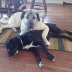 Dakota &Denver - @denver_dakota - Instagram