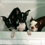 Dakota,Denver,Dilynn&Bean - @4littlebostons - Instagram